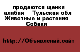 продаются щенки алабая  - Тульская обл. Животные и растения » Собаки   